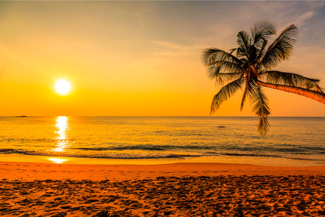 Fotomurales palmera atardecer playa